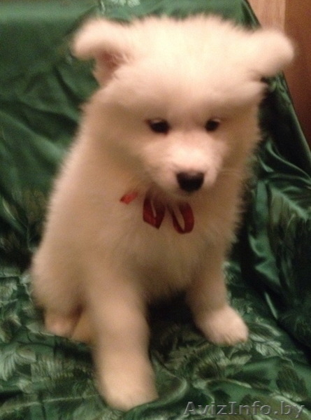 Щенки Самоеда от родителей-чемпионов - Изображение #2, Объявление #1174271