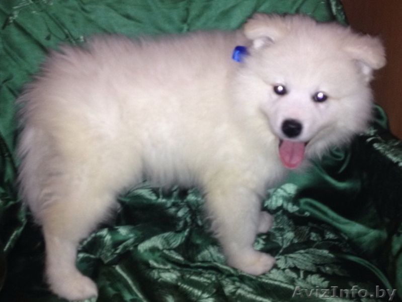 Щенки Самоеда от родителей-чемпионов - Изображение #5, Объявление #1174271