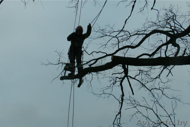 Cпилить, срубить обрезать дерево. Валка, снос, кронирование деревьев - Изображение #2, Объявление #1198819