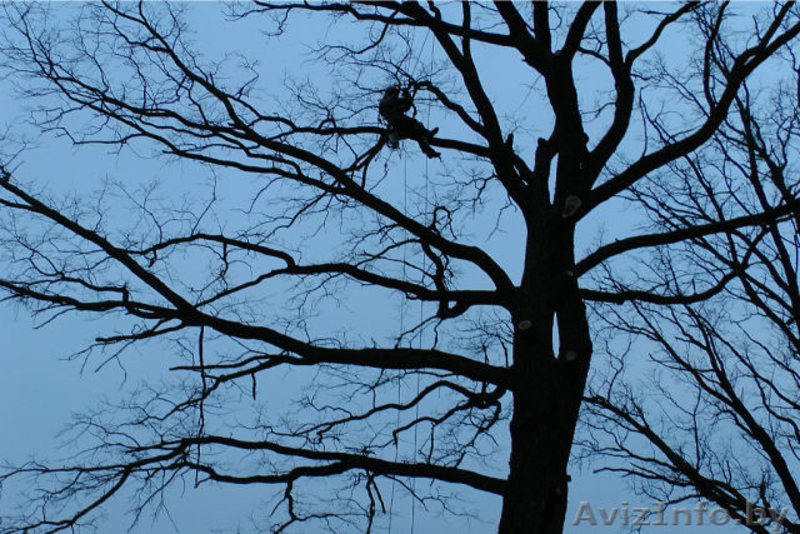  Валка (снос, удаление) аварийных деревьев, обрезка ветвей, альпинизм - Изображение #2, Объявление #1198740