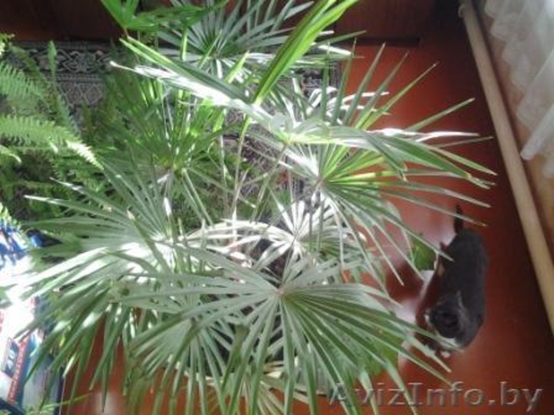 Продаю пальму веерную в Гомеле - Изображение #2, Объявление #1204290