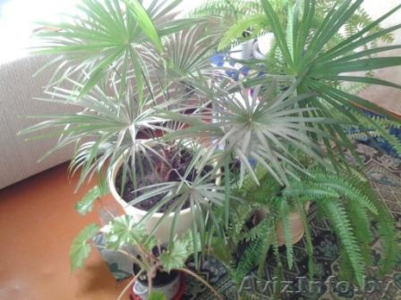 Продаю пальму веерную в Гомеле - Изображение #1, Объявление #1204290
