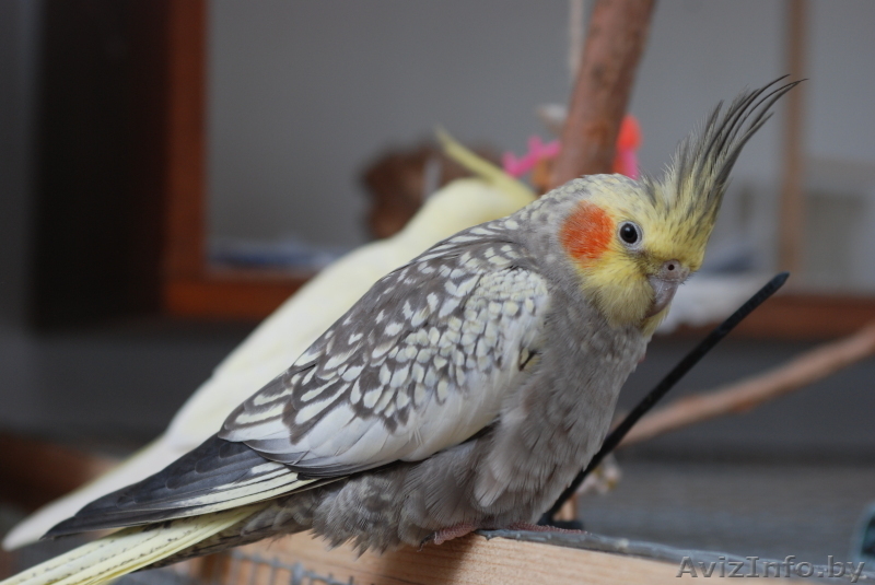 срочно продам карелл  - Изображение #3, Объявление #1223575