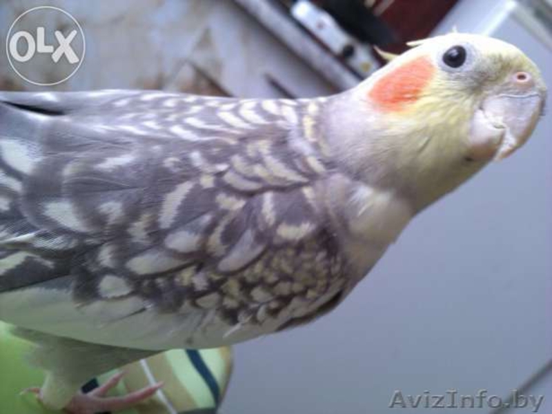 срочно продам карелл  - Изображение #4, Объявление #1223575