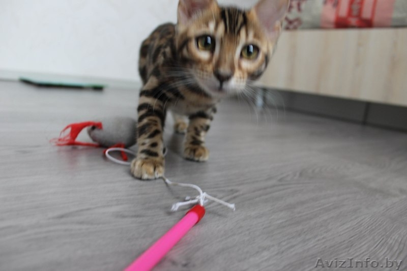 Яркая Бенгальская девочка  - Изображение #3, Объявление #1220188