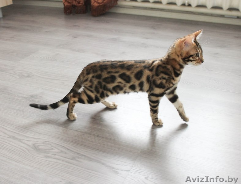 Яркая Бенгальская девочка  - Изображение #2, Объявление #1220188