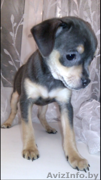 Той-Терьер Щенки мммм - Изображение #1, Объявление #1216756