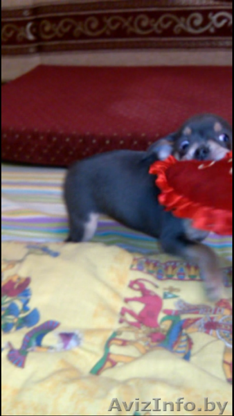 Той-Терьер Щенки мммм - Изображение #2, Объявление #1216756