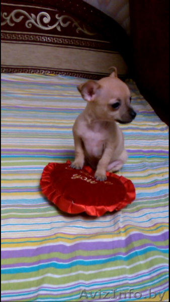 Той-Терьер Щенки мммм - Изображение #3, Объявление #1216756