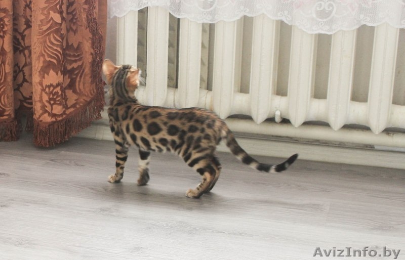 Яркая Бенгальская девочка  - Изображение #4, Объявление #1220188