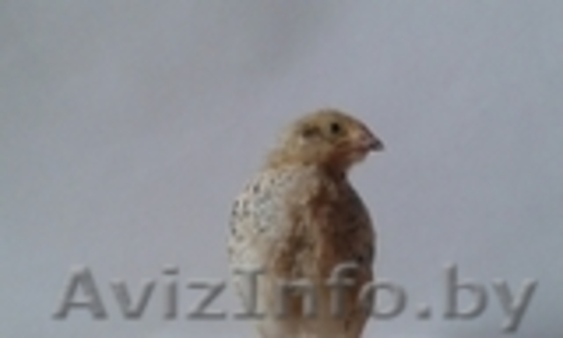 Перепела (яйцо и мясо) - Изображение #1, Объявление #1238520