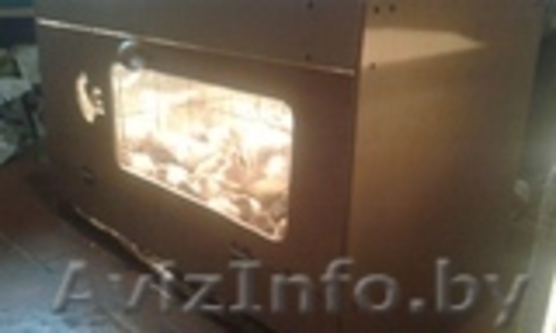 Перепела (яйцо и мясо) - Изображение #3, Объявление #1238520