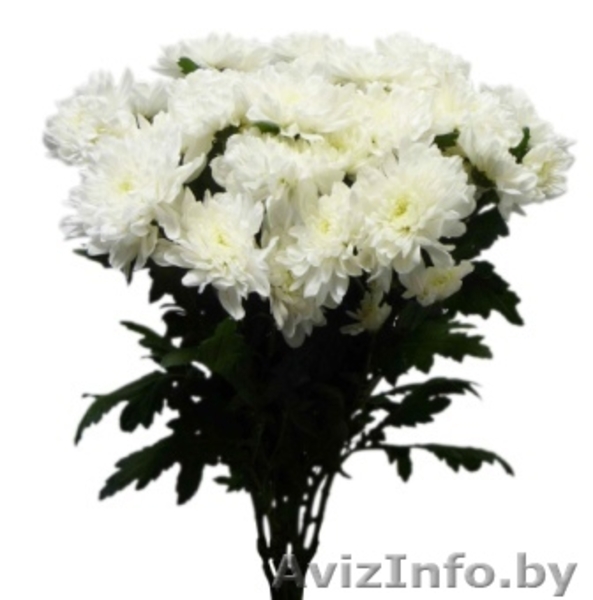 Живые цветы оптом в Гомеле - Изображение #2, Объявление #1242385