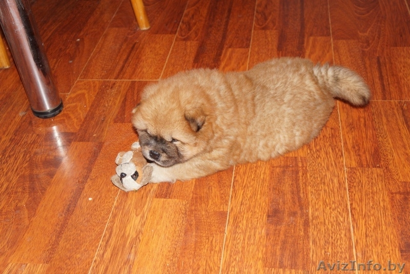 щенки чау-чау пушистые - Изображение #2, Объявление #1233901