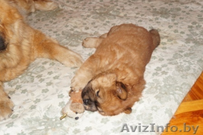 щенки чау-чау пушистые - Изображение #1, Объявление #1233901