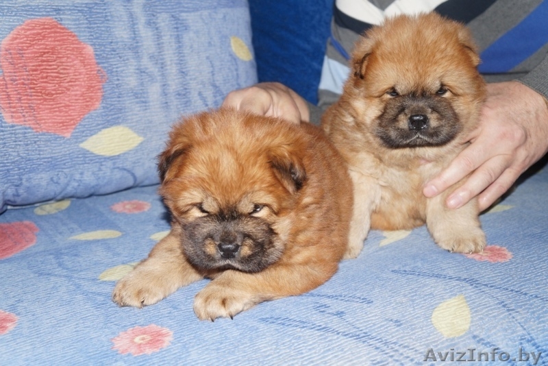 щенки чау-чау пушистые - Изображение #5, Объявление #1233901