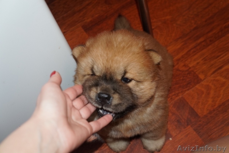 щенки чау-чау пушистые - Изображение #9, Объявление #1233901