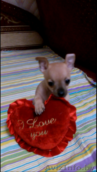 Милые Той-Терьеры - Изображение #1, Объявление #1232206