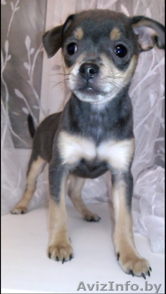 Милые Той-Терьеры - Изображение #2, Объявление #1232206