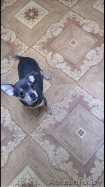 Милые Той-Терьеры - Изображение #4, Объявление #1232206