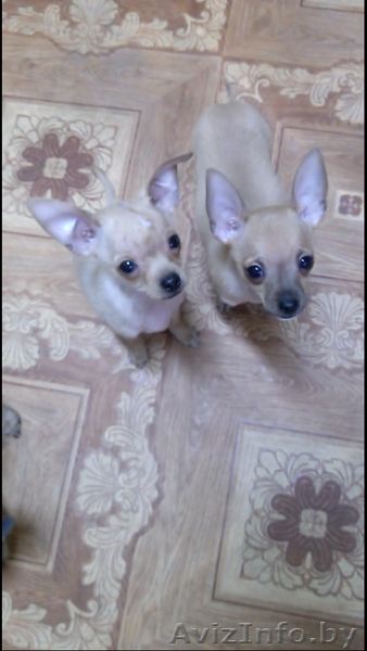 Милые Той-Терьеры - Изображение #5, Объявление #1232206