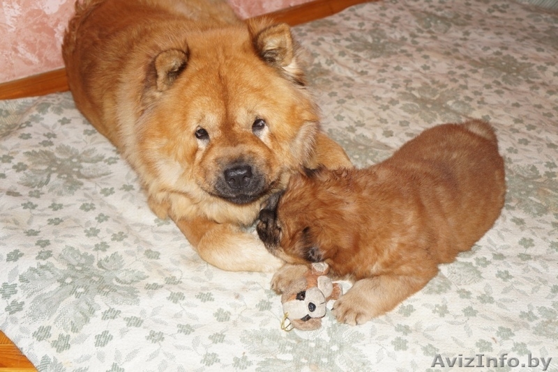 щенки чау-чау пушистые - Изображение #8, Объявление #1233901