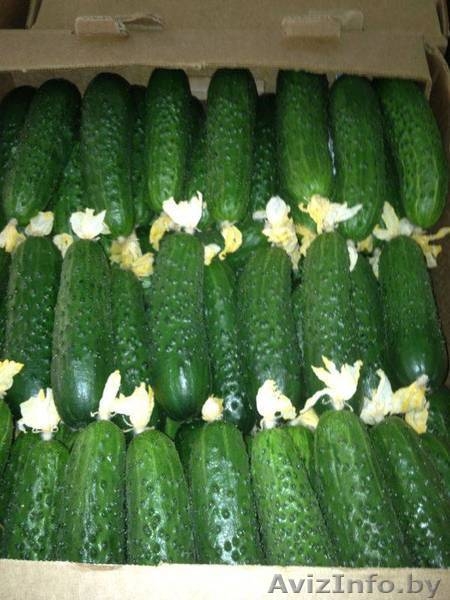 Огурцы, томаты свежие + доставка. - Изображение #1, Объявление #1245449