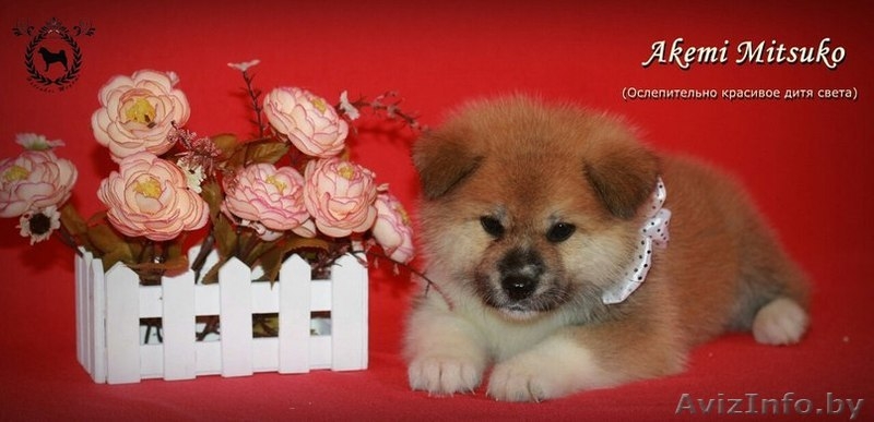 Щенки японской Акита-Ину - Изображение #4, Объявление #1246852