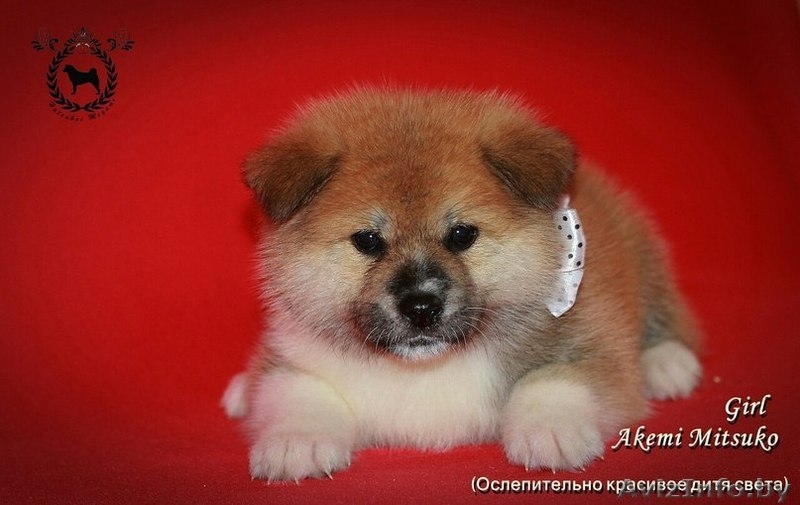 Щенки японской Акита-Ину - Изображение #3, Объявление #1246852