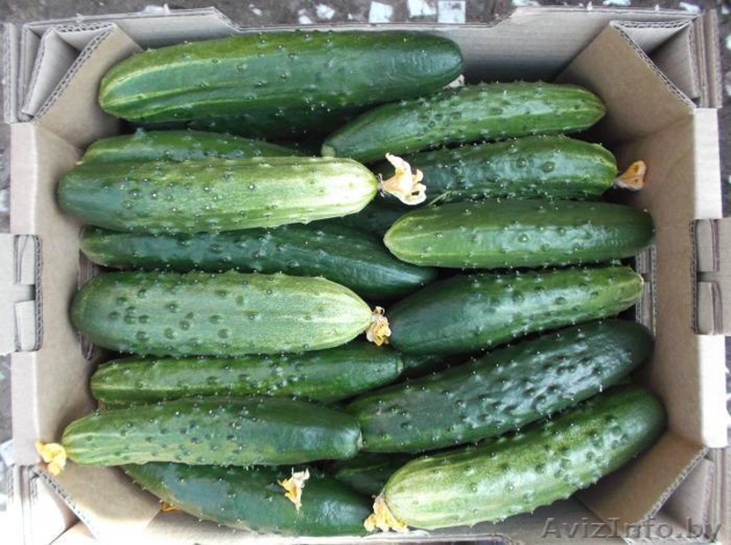 Огурцы, томаты свежие + доставка. - Изображение #3, Объявление #1245449