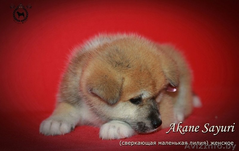 Щенки японской Акита-Ину - Изображение #1, Объявление #1246852