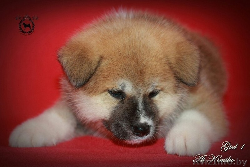 Щенки японской Акита-Ину - Изображение #5, Объявление #1246852