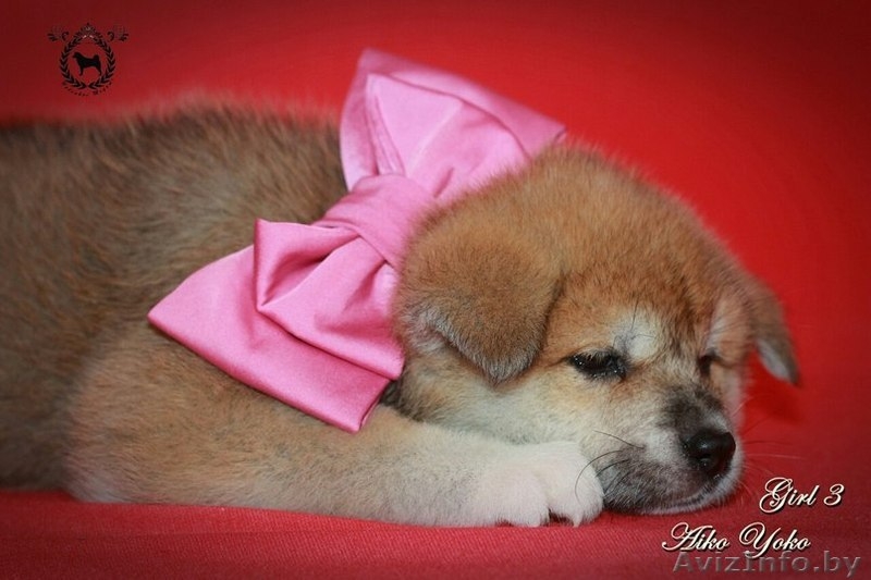 Щенки японской Акита-Ину - Изображение #7, Объявление #1246852