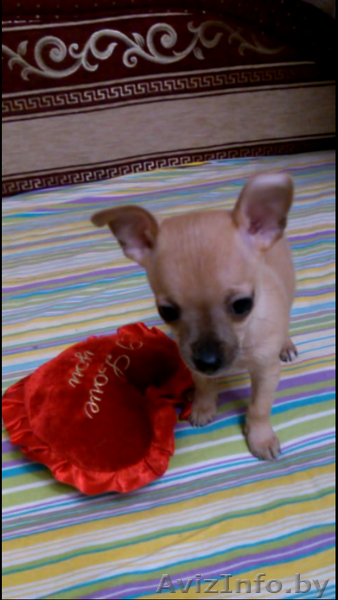 Той-Терьры милые щенки - Изображение #1, Объявление #1250744