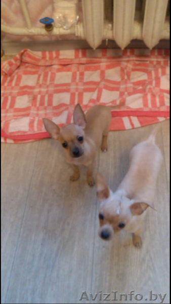 Той-Терьры милые щенки - Изображение #4, Объявление #1250744