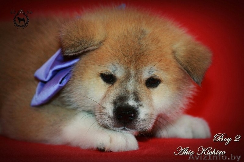 Щенки японской Акита-Ину - Изображение #8, Объявление #1246852