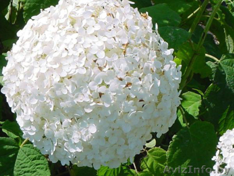 Многолетники для сада и для оформления пруда  - Изображение #3, Объявление #1264912