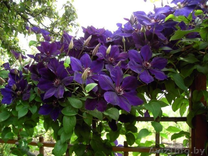 Многолетники для сада и для оформления пруда  - Изображение #1, Объявление #1264912