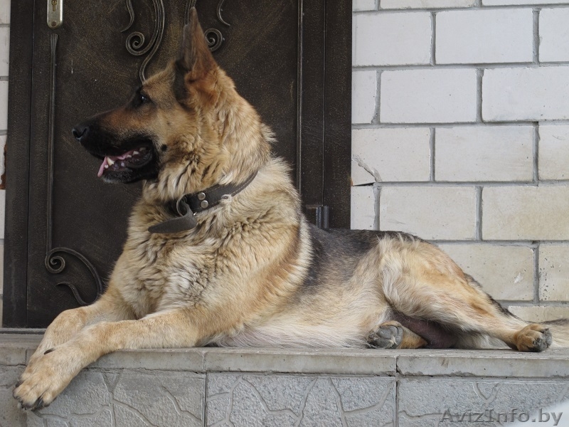 Немецкой овчарки щенки-девочки - Изображение #2, Объявление #1282922