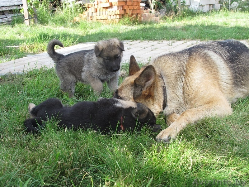 Немецкой овчарки щенки-девочки - Изображение #1, Объявление #1282922