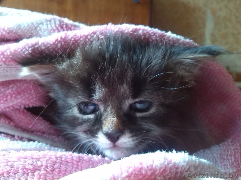 Милый котенок в хорошие руки - Изображение #1, Объявление #1293276