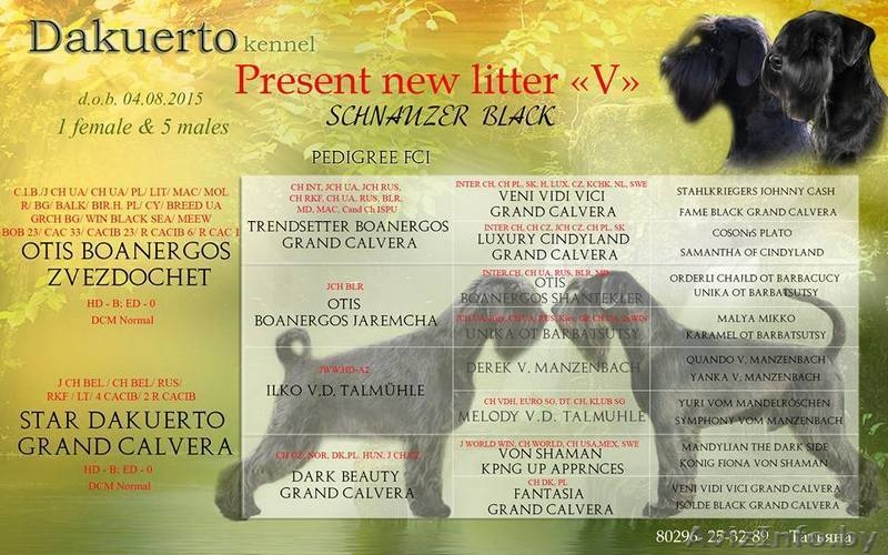 Продам щенков миттельшнауцера черного окраса - Изображение #3, Объявление #1308083