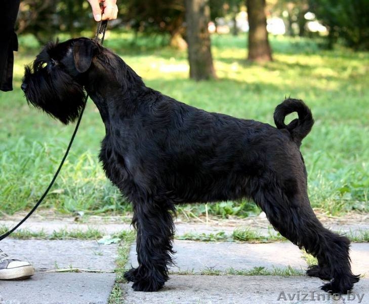 Продам щенков миттельшнауцера черного окраса - Изображение #5, Объявление #1308083