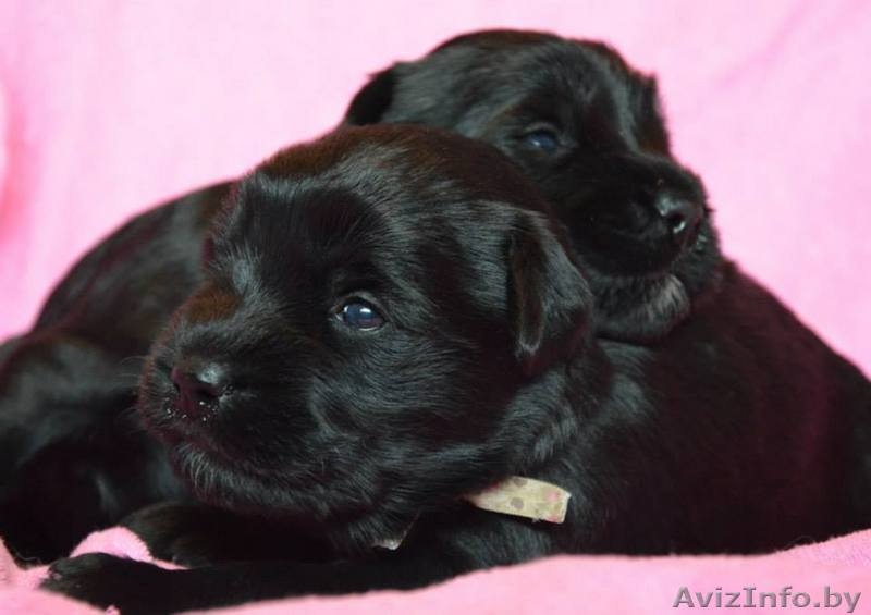 Продам щенков миттельшнауцера черного окраса - Изображение #4, Объявление #1308083