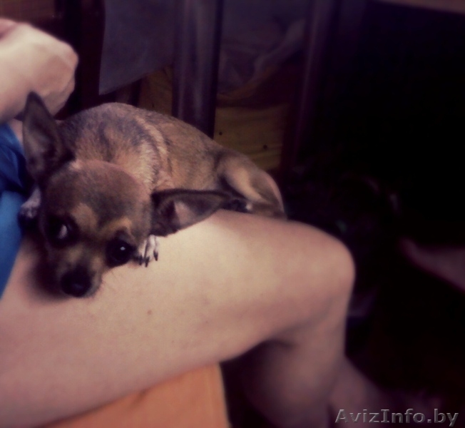 Продаю Чихуашку - Изображение #2, Объявление #1329316
