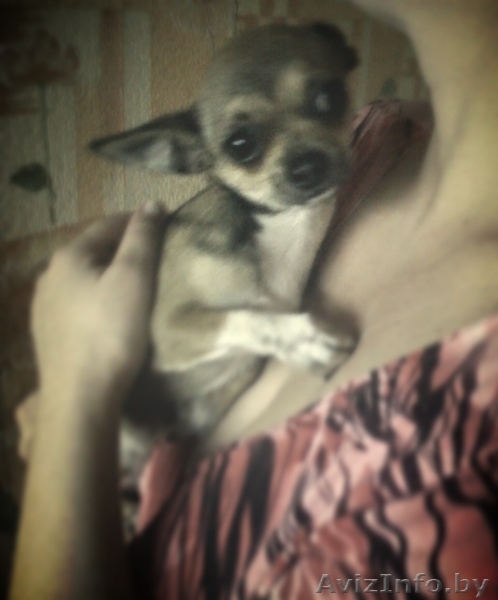 Продаю Чихуашку - Изображение #3, Объявление #1329316
