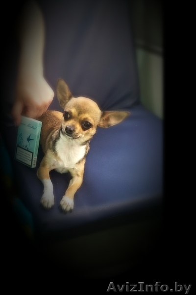 Продаю Чихуашку - Изображение #1, Объявление #1329316