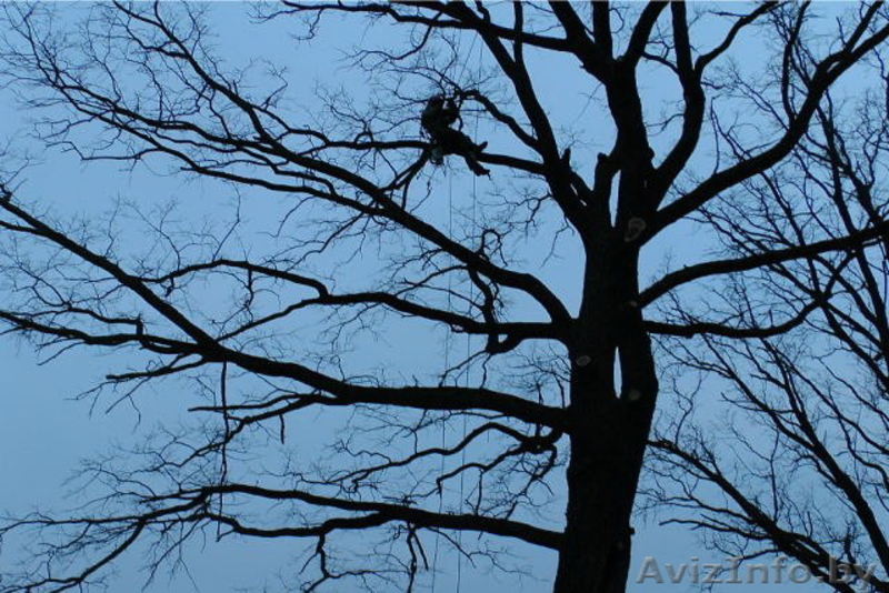 Спилить дерево, удалить дерево, срубить дерево, обрезать сад, арбористика - Изображение #2, Объявление #1332503