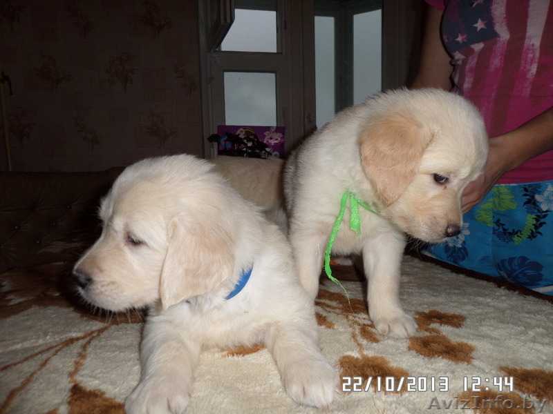 ЩЕНКИ ГОЛДЕН (ЗОЛОТИСТОГО) РЕТРИВЕРА - Изображение #4, Объявление #1341239