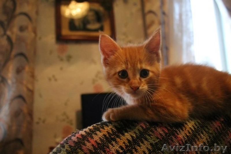 Крупные мейн-куны по низкой цене - Изображение #4, Объявление #1354497